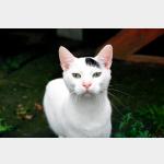 Suiss Vorschau des Tieres