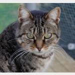 Tigger Vorschau des Tieres