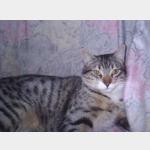 Tigre Vorschau des Tieres
