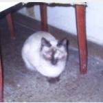 Mishus Vorschau des Tieres