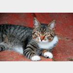 Manolo Vorschau des Tieres