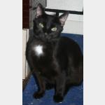 Blacky Vorschau des Tieres