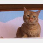 Sahale Vorschau des Tieres