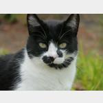 Tonki Vorschau des Tieres