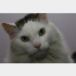 Buddy Vorschau des Tieres