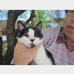 Sayuri Vorschau des Tieres