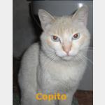 Copito Vorschau des Tieres