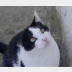 Rocky Vorschau des Tieres