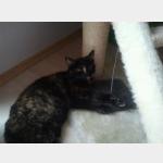 Lilly Vorschau des Tieres