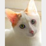 Onix Vorschau des Tieres