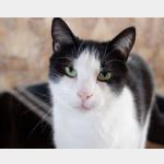 Robbie Vorschau des Tieres