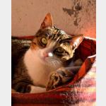 Sweet Vorschau des Tieres