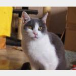 Jerry Vorschau des Tieres