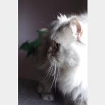 Clooney Vorschau des Tieres
