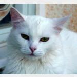 Scarlett Vorschau des Tieres