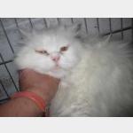 Raphaelo Vorschau des Tieres