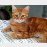 Ramira Vorschau des Tieres