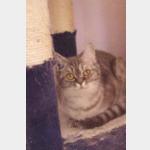 Miss Marple Vorschau des Tieres