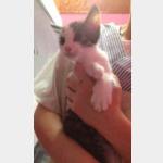 Bill Vorschau des Tieres