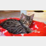 Clinton Vorschau des Tieres