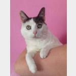 Pussy Vorschau des Tieres