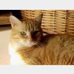 Dartacat Vorschau des Tieres
