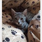 Sookie Vorschau des Tieres