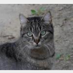 Panya Vorschau des Tieres