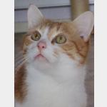 Garfield Vorschau des Tieres