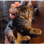 Nicole Vorschau des Tieres