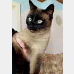 Betty Vorschau des Tieres