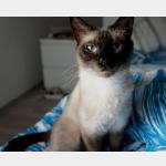 Lola Vorschau des Tieres