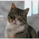 Babechi Vorschau des Tieres