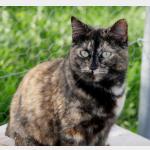 Tabita Vorschau des Tieres