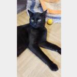 Blackie Vorschau des Tieres
