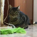 Chip Vorschau des Tieres