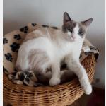 Perla Vorschau des Tieres