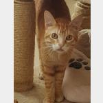 Ginger Vorschau des Tieres