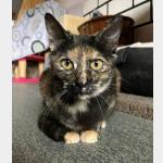 Koshka Vorschau des Tieres