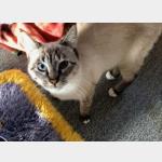 Siam Vorschau des Tieres