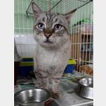 Mishu Vorschau des Tieres