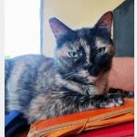 Alaska Vorschau des Tieres