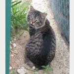 Lince Vorschau des Tieres