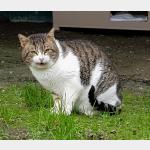 Marlon Vorschau des Tieres