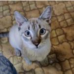 Gandalf el gris Vorschau des Tieres