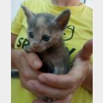 Kitty Vorschau des Tieres