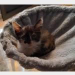 Lola Vorschau des Tieres