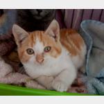 Ricky Vorschau des Tieres