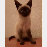 Pimienta Vorschau des Tieres