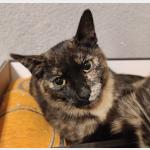 Moggy Vorschau des Tieres